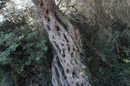 Drzewo oliwne - Malta