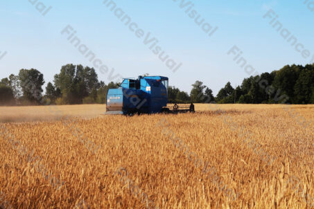 Kombajn Bizon - żniwa 5